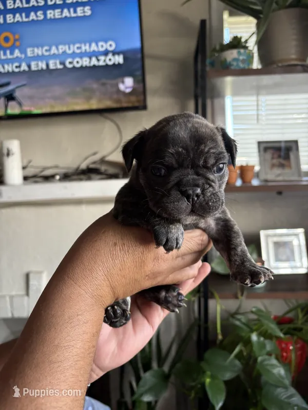 Rocky – English Bulldog, French Bulldog puppy for sale in Yakima, WA