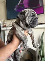 Chorizo , a male English Bulldog and French Bulldog for sale in Yakima, WA – 3 of 7