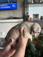 Jr, a male English Bulldog and French Bulldog for sale in Yakima, WA – 4 of 7