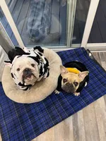 Jr, a male English Bulldog and French Bulldog for sale in Yakima, WA – 7 of 7