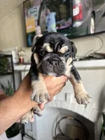 Chatita, a female English Bulldog and French Bulldog for sale in Yakima, WA – 5 of 7