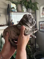 Roxy, a female English Bulldog and French Bulldog for sale in Yakima, WA – 2 of 7