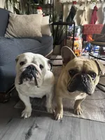 Roxy, a female English Bulldog and French Bulldog for sale in Yakima, WA – 6 of 7