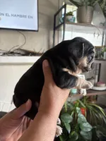 Chatita, a female English Bulldog and French Bulldog for sale in Yakima, WA – 4 of 7