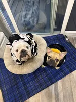 Roxy, a female English Bulldog and French Bulldog for sale in Yakima, WA – 7 of 7