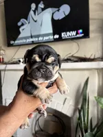 Chatita, a female English Bulldog and French Bulldog for sale in Yakima, WA – 3 of 7