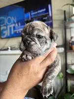 Roxy, a female English Bulldog and French Bulldog for sale in Yakima, WA – 5 of 7