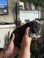 Rocky, a male English Bulldog and French Bulldog for sale in Yakima, WA – 3 of 7