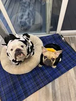 Chatita, a female English Bulldog and French Bulldog for sale in Yakima, WA – 7 of 7