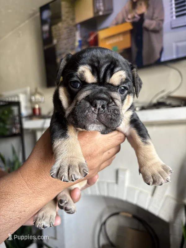 Chatita – English Bulldog, French Bulldog puppy for sale in Yakima, WA