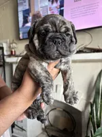 Chorizo , a male English Bulldog and French Bulldog for sale in Yakima, WA – 4 of 7