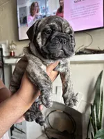Chorizo , a male English Bulldog and French Bulldog for sale in Yakima, WA – 2 of 7