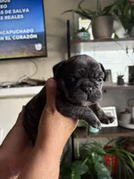 Rocky, a male English Bulldog and French Bulldog for sale in Yakima, WA – 2 of 7