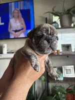 Roxy, a female English Bulldog and French Bulldog for sale in Yakima, WA – 4 of 7
