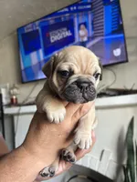 Jr, a male English Bulldog and French Bulldog for sale in Yakima, WA – 5 of 7