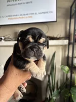 Chatita, a female English Bulldog and French Bulldog for sale in Yakima, WA – 2 of 7