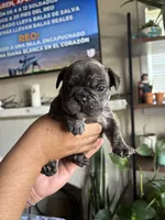 Rocky, a male English Bulldog and French Bulldog for sale in Yakima, WA – 5 of 7
