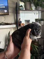 Rocky, a male English Bulldog and French Bulldog for sale in Yakima, WA – 4 of 7
