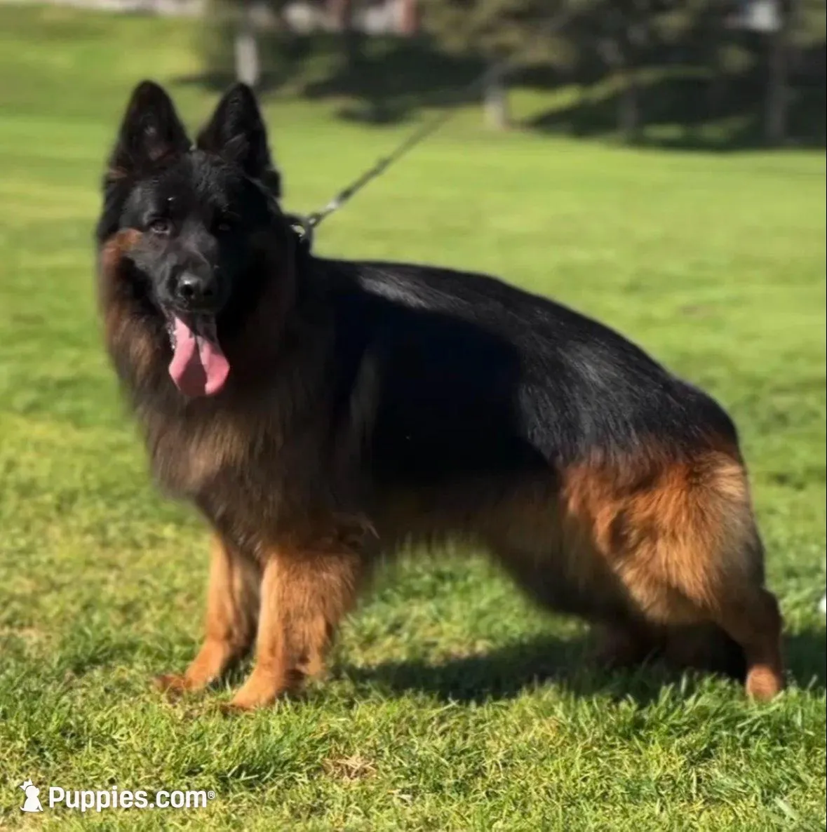 AKC Red Girl, a female German Shepherd Dog for sale in Bakersfield, CA – Photo 4 of 8