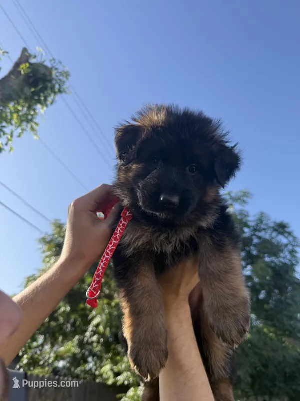 AKC Red Girl – German Shepherd Dog puppy for sale in Bakersfield, CA