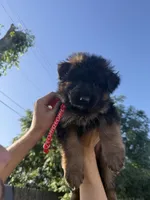AKC Red Girl, a female German Shepherd Dog for sale in Bakersfield, CA – 1 of 10