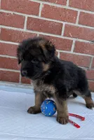 AKC Red Girl, a female German Shepherd Dog for sale in Bakersfield, CA – 2 of 10