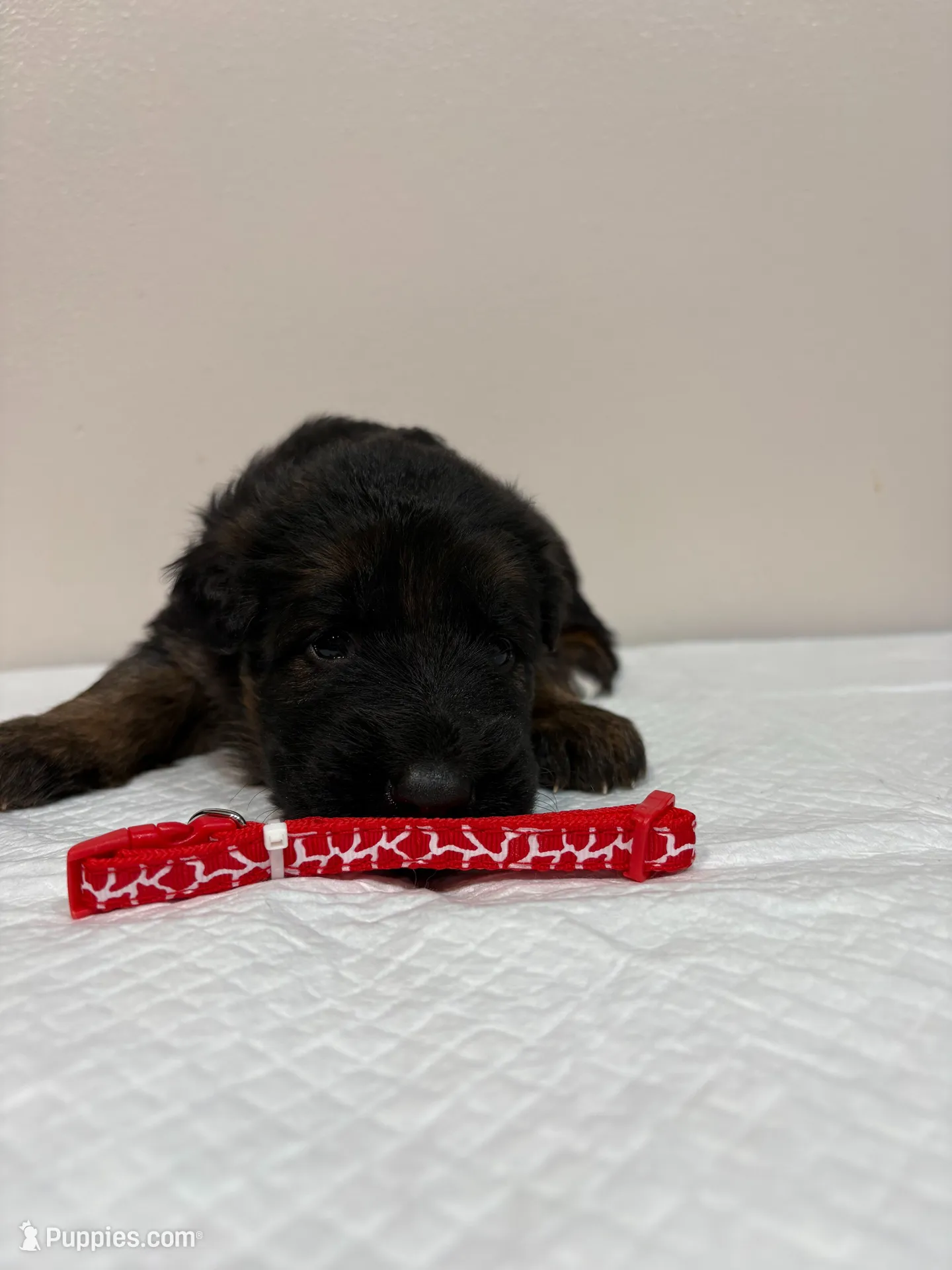 AKC Red Girl, a female German Shepherd Dog for sale in Bakersfield, CA – Photo 8 of 8