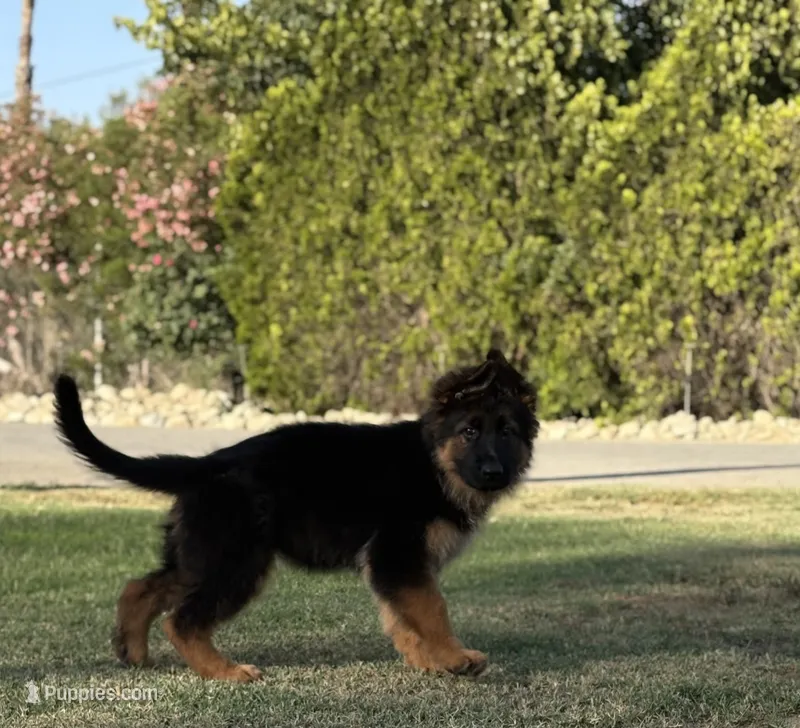 AKC Orange Girl – German Shepherd Dog puppy for sale in Bakersfield, CA
