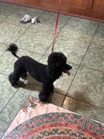 AKC CH. Lines GUCCI, a male Poodle - Miniature  for sale in Bakersfield, CA – 5 of 8