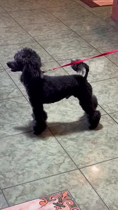 AKC CH. Lines GUCCI, a male Poodle - Miniature  for sale in Bakersfield, CA – 7 of 8