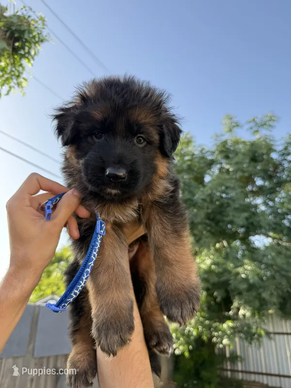 AKC Blue Boy – German Shepherd Dog puppy for sale in Bakersfield, CA