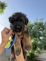 AKC Blue Boy, a male German Shepherd Dog for sale in Bakersfield, CA – Photo 1 of 5