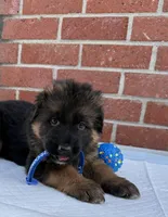 AKC Blue Boy, a male German Shepherd Dog for sale in Bakersfield, CA – Photo 2 of 5