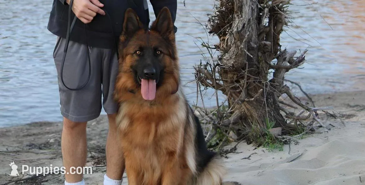 AKC Red Girl, a female German Shepherd Dog for sale in Bakersfield, CA – Photo 5 of 8