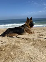 AKC Green Girl, a female German Shepherd Dog for sale in Bakersfield, CA – Photo 6 of 6