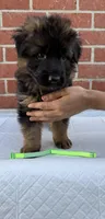 AKC Green Girl, a female German Shepherd Dog for sale in Bakersfield, CA – Photo 3 of 6