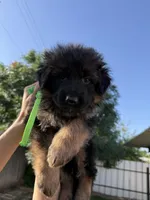 AKC Green Girl, a female German Shepherd Dog for sale in Bakersfield, CA – Photo 1 of 6