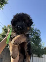 AKC Green Girl, a female German Shepherd Dog for sale in Bakersfield, CA – Photo 2 of 6
