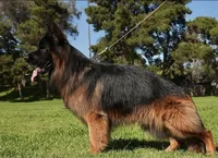 AKC Green Girl, a female German Shepherd Dog for sale in Bakersfield, CA – Photo 5 of 6