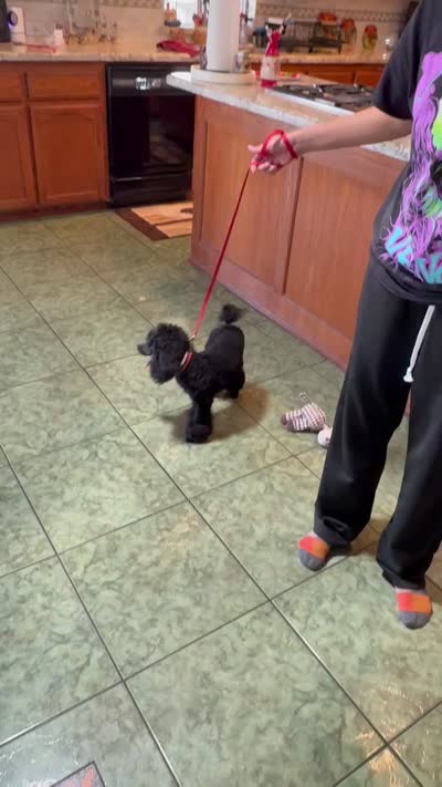 AKC CH. Lines GUCCI, a male Poodle - Miniature  for sale in Bakersfield, CA – 8 of 8