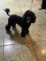 AKC CH. Lines GUCCI, a male Poodle - Miniature  for sale in Bakersfield, CA – 3 of 8