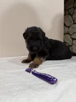 AKC Purple Girl, a female German Shepherd Dog for sale in Bakersfield, CA – Photo 2 of 7