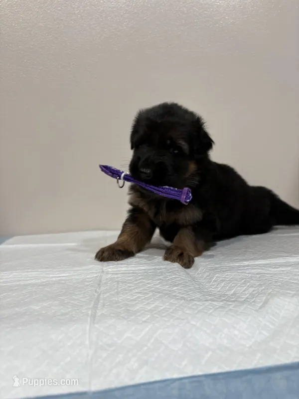AKC Purple Girl – German Shepherd Dog puppy for sale in Bakersfield, CA