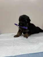 AKC Purple Girl, a female German Shepherd Dog for sale in Bakersfield, CA – Photo 1 of 7