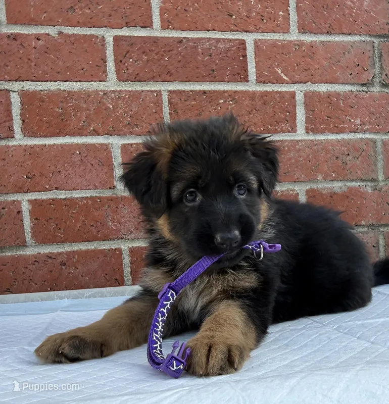 AKC Purple Girl – German Shepherd Dog puppy for sale in Bakersfield, CA
