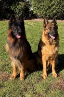 AKC Purple Girl, a female German Shepherd Dog for sale in Bakersfield, CA – 4 of 7