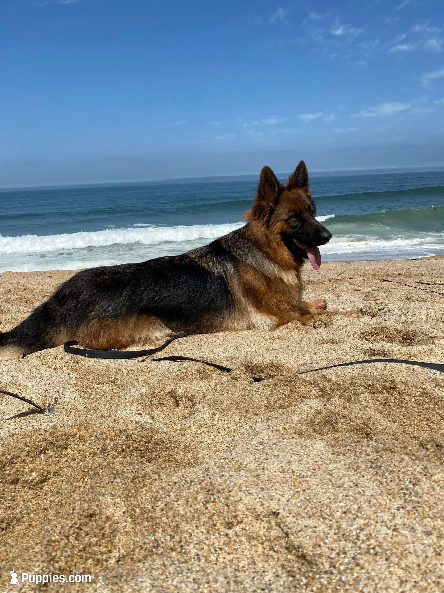 AKC Purple Girl, a female German Shepherd Dog for sale in Bakersfield, CA – Photo 6 of 7