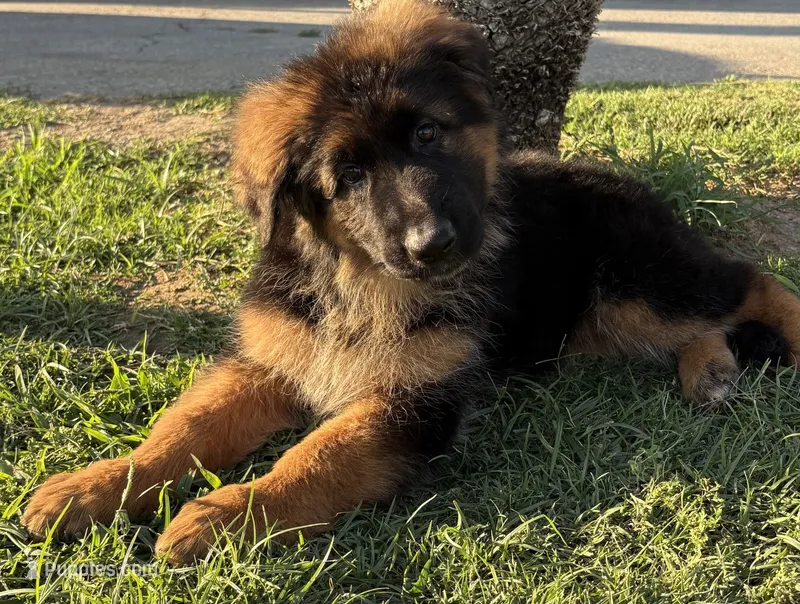 AKC Red Girl – German Shepherd Dog puppy for sale in Bakersfield, CA