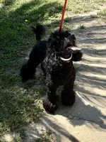 AKC CH. Lines GUCCI, a male Poodle - Miniature  for sale in Bakersfield, CA – 1 of 8