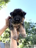 AKC Black Boy, a male German Shepherd Dog for sale in Bakersfield, CA – Photo 2 of 5